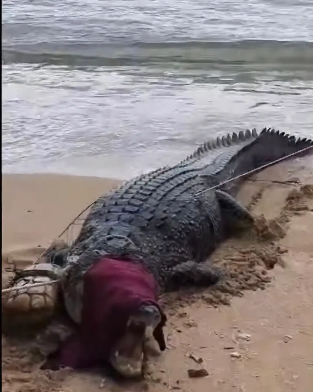 Buaya 4 meter terikat di Pantai Kolongan Minahasa Utara mediasulut.id