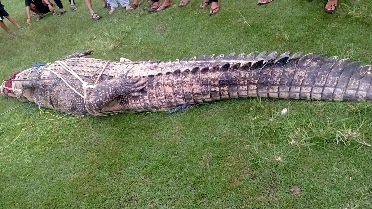 Buaya besar terikat di darat Kolongan Minahasa Utara mediasulut.id