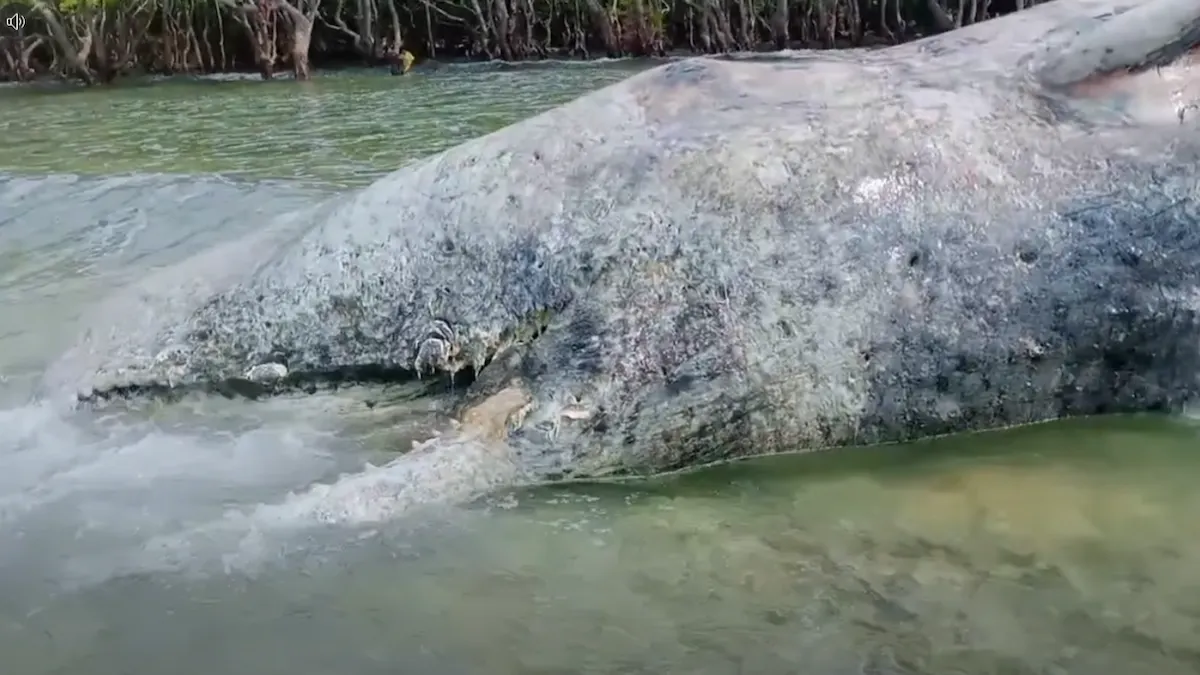 Kondisi tubuh paus terdampar di perairan Tarohan Selatan Talaud mediasulut.id