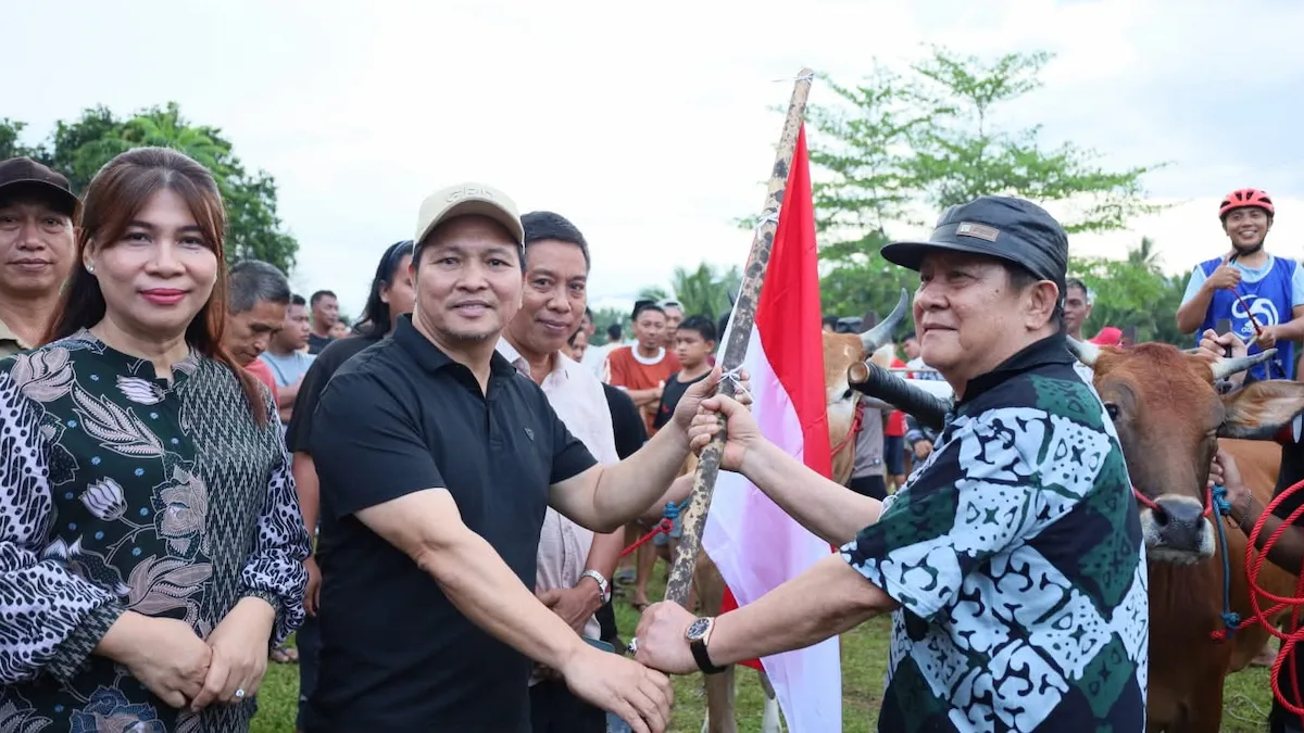 wabup bolmong buka karapan sapi di desa ikhwan