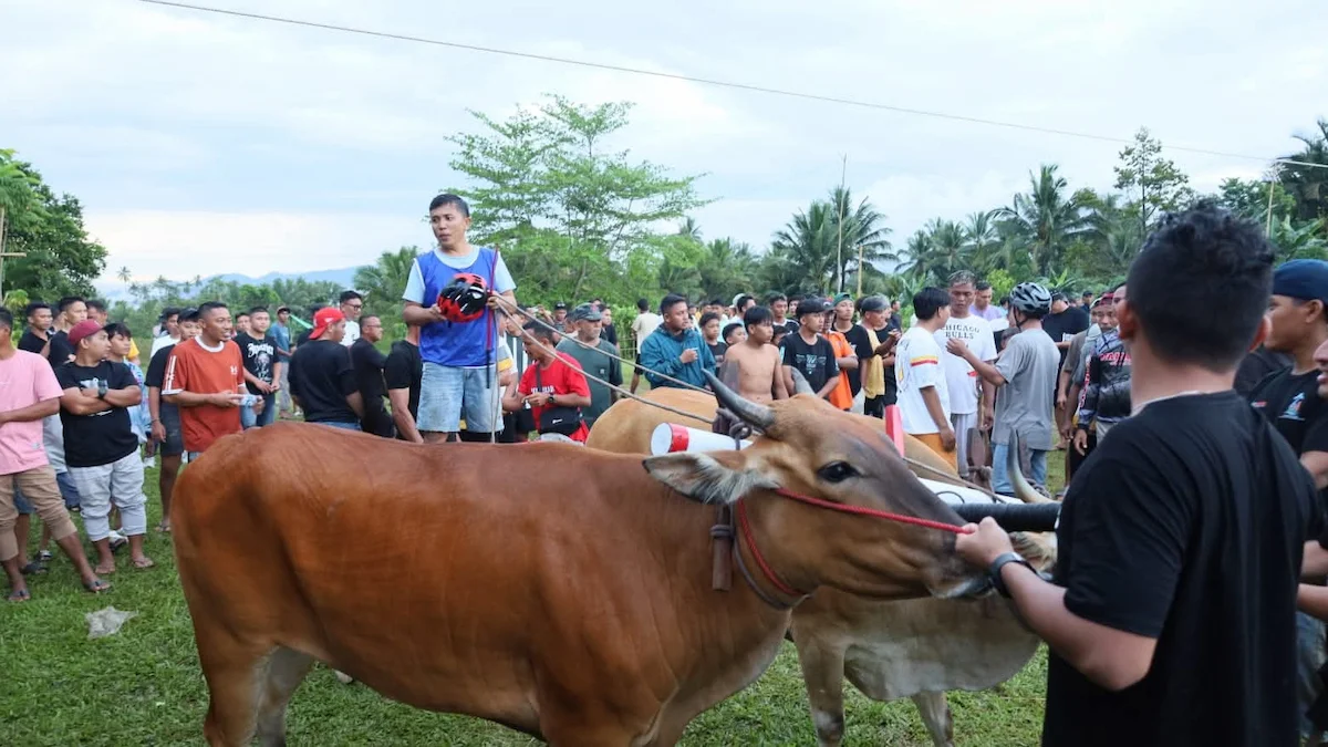 peserta karapan sapi bolmong bersiap di desa ikhwan