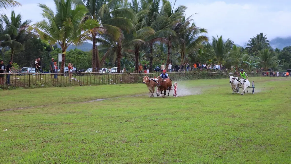 lomba karapan sapi bolmong berlangsung di dumoga barat