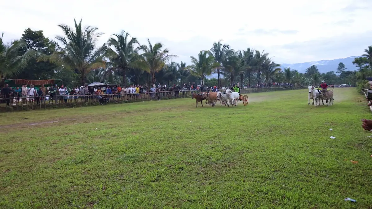 arena karapan sapi bolmong dipadati penonton dumoga barat