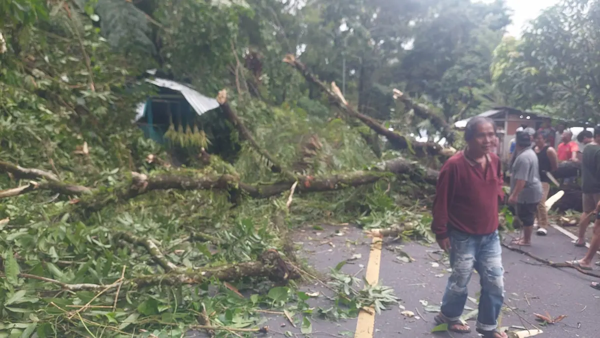batang pohon besar melintang di jalan raya manado tomohon