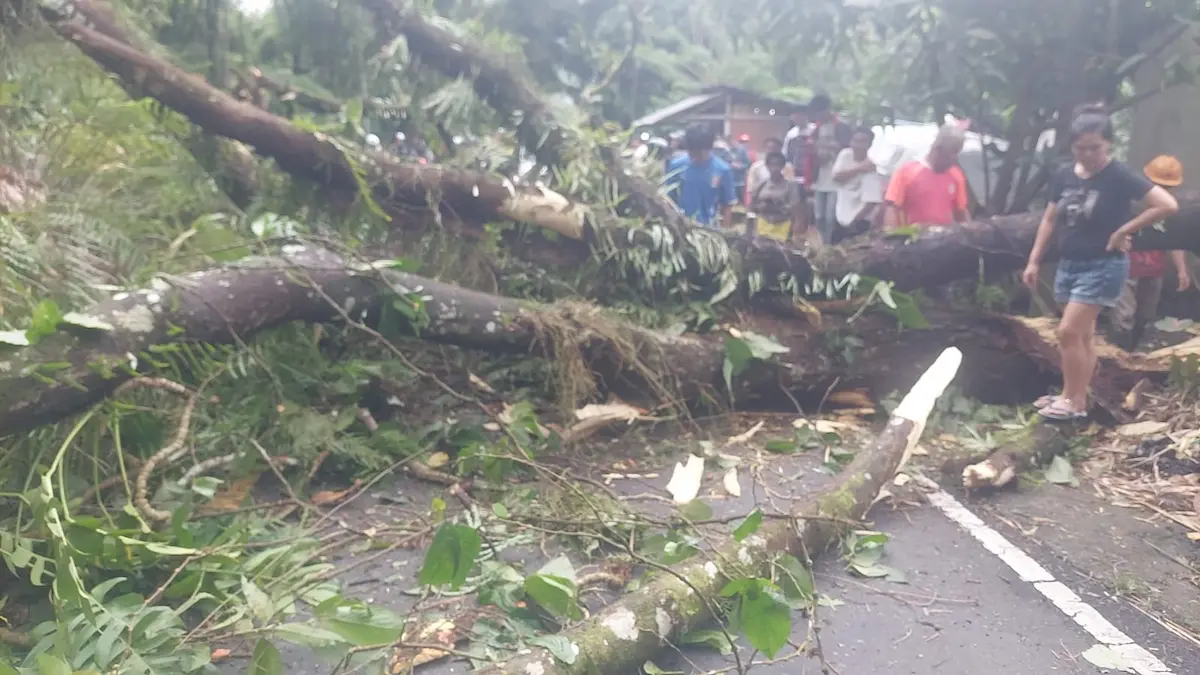 warga berkumpul di lokasi pohon tumbang jalan manado tomohon tinoor