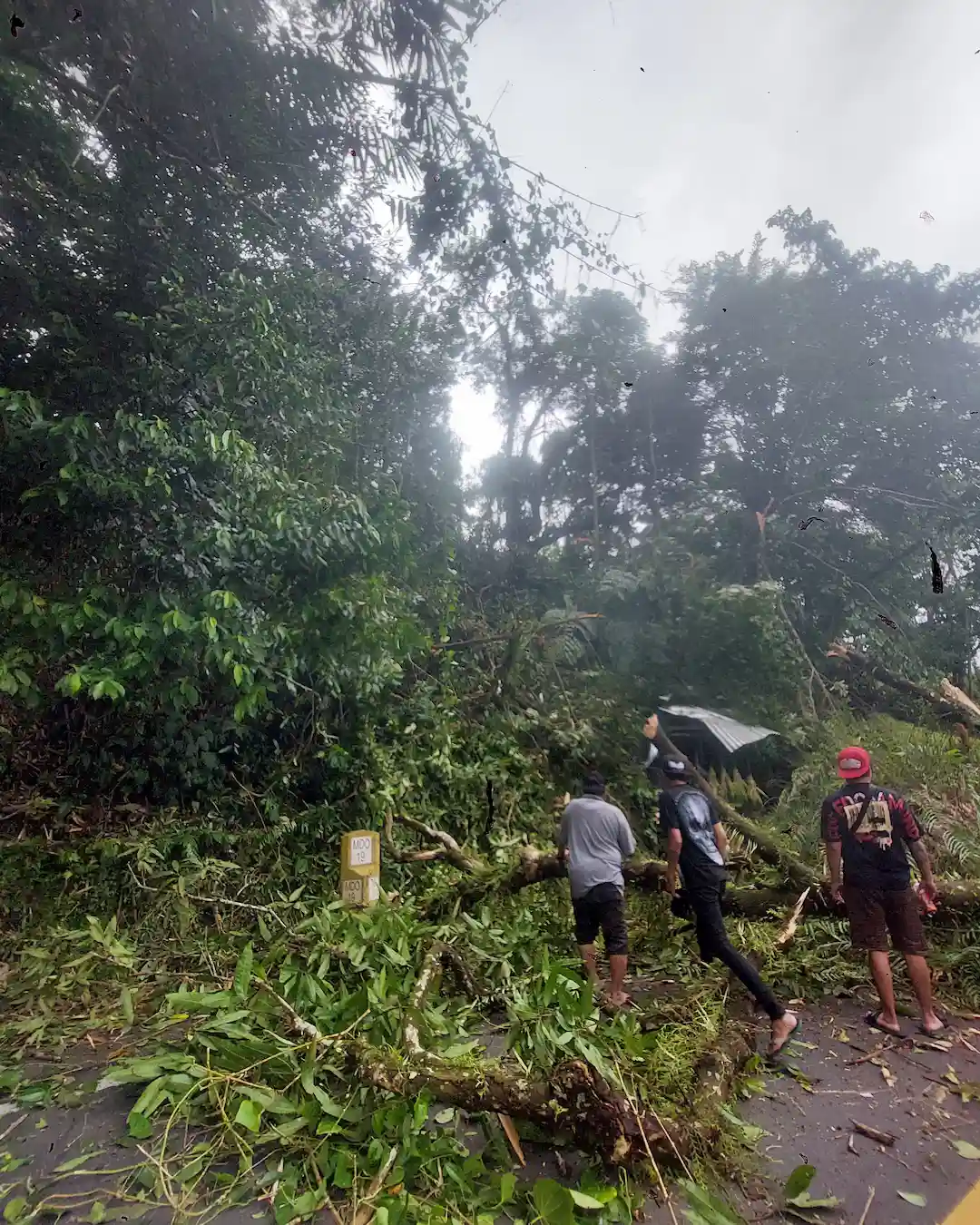 warga berjalan menuju lokasi pohon tumbang di jalan manado tomohon