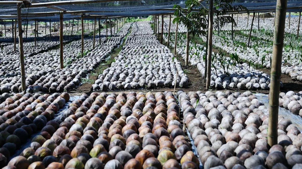 Bibit kelapa tersusun rapi di lokasi pembibitan Bengkol Manado